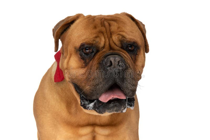 Portrait of elegant bullmastiff dog with red bowtie panting and drooling on white background in studio. Portrait of elegant bullmastiff dog with red bowtie panting and drooling on white background in studio