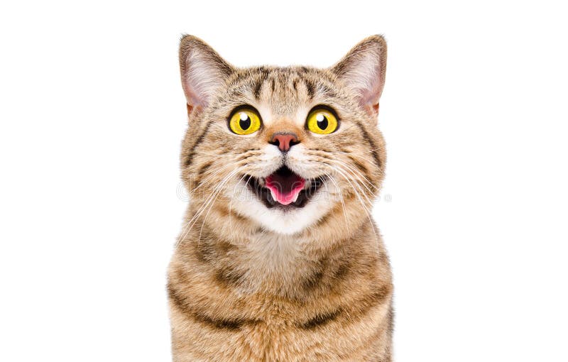 Porträtt av en glad leende katt Scottish Straight
