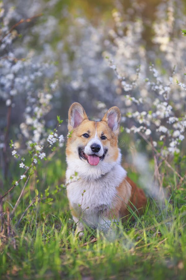 Porträtt av en rödhårig hundvalp i Corgi som sitter i en trädgård under en blommande vit Bush och ler innehållsmässigt arkivbilder