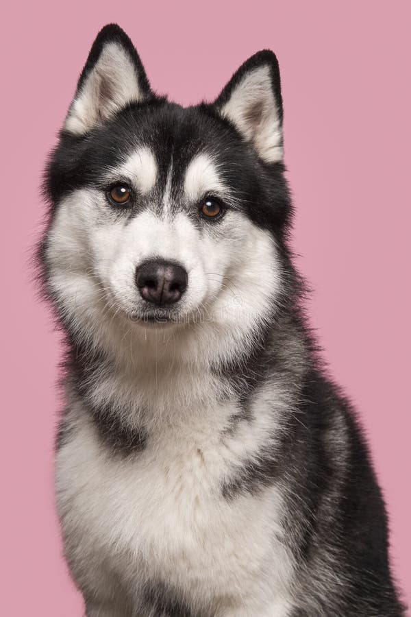 Porträtt av en siberisk himmel som tittar på kameran på en rosa bakgrund i en vertikal bild royaltyfri fotografi Porträtt av en siberisk himmel som tittar på kameran på en rosa bakgrund i en vertikal bild royaltyfri fotografi