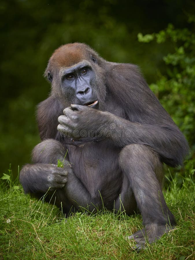 Porträtt av gorilla hondjur som äter på grön skog arkivbild