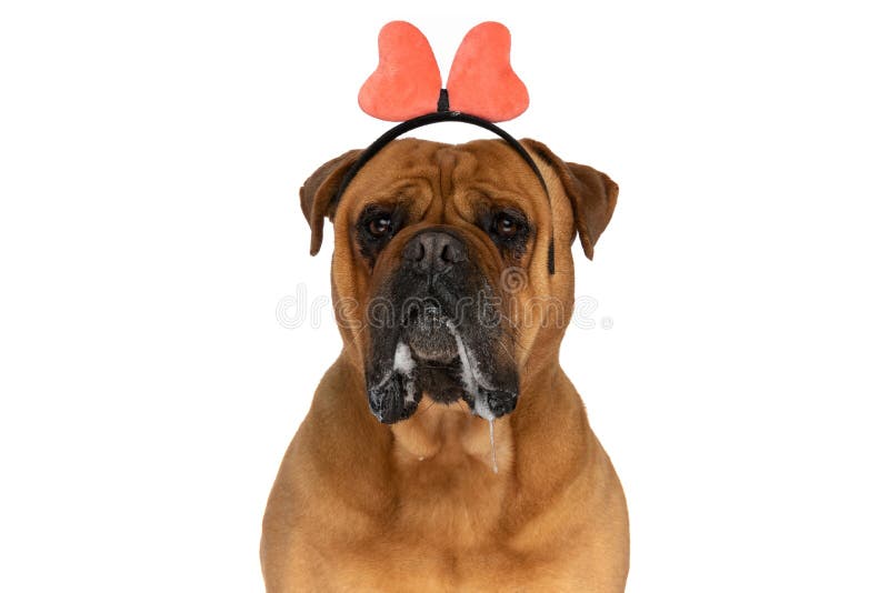 Portrait of cute bullmastiff pup with pink bow headband drooling while posing in front of white background in studio. Portrait of cute bullmastiff pup with pink bow headband drooling while posing in front of white background in studio