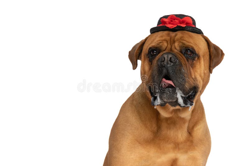 Portrait of lovely bullmastiff dog with hat looking away, panting and drooling in front of white background in studio. Portrait of lovely bullmastiff dog with hat looking away, panting and drooling in front of white background in studio