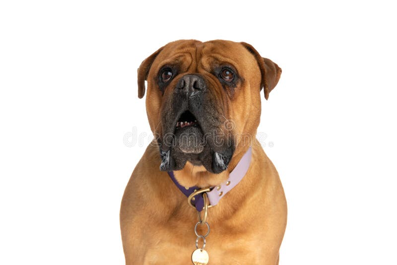 Portrait of lovely bullmastiff dog with collar looking up and drooling in front of white background in studio. Portrait of lovely bullmastiff dog with collar looking up and drooling in front of white background in studio