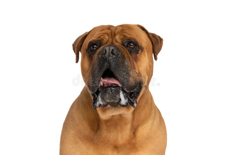 Portrait of adorable bullmastiff puppy looking up, panting and drooling on white background in studio. Portrait of adorable bullmastiff puppy looking up, panting and drooling on white background in studio