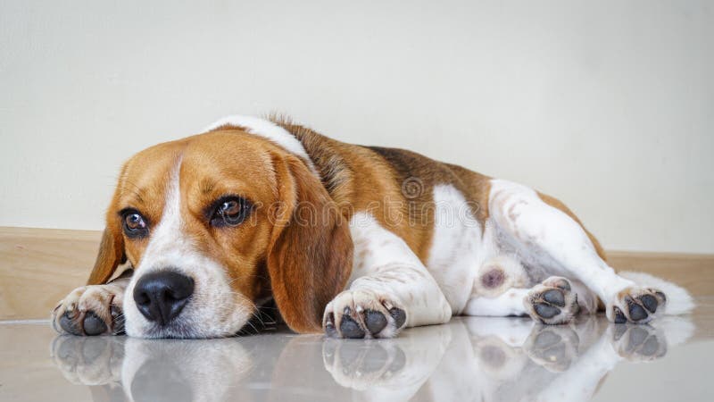 Porträttad söt beagle hundvalpar