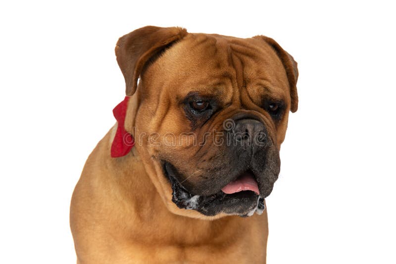 Portrait of cute gentleman bullmastiff puppy with bowtie panting with tongue out and drooling while looking down on white background in studio. Portrait of cute gentleman bullmastiff puppy with bowtie panting with tongue out and drooling while looking down on white background in studio