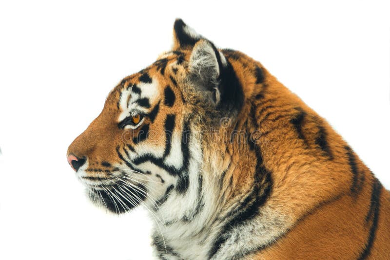 Porträttiger lokalisiert lizenzfreies stockbild Porträttiger lokalisiert lizenzfreies stockbild