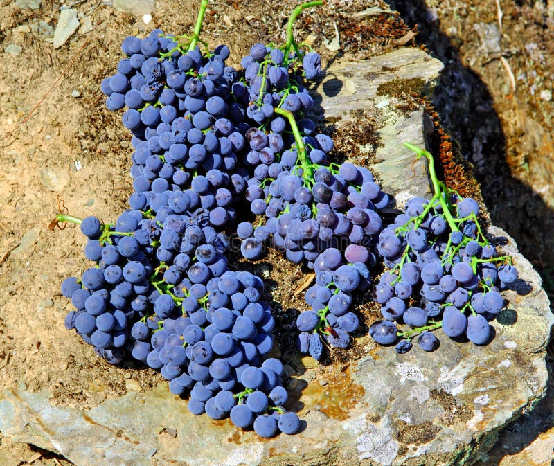 Portugal, Douro; Grappe colhido fotografia de stock Portugal, Douro; Grappe colhido fotografia de stock