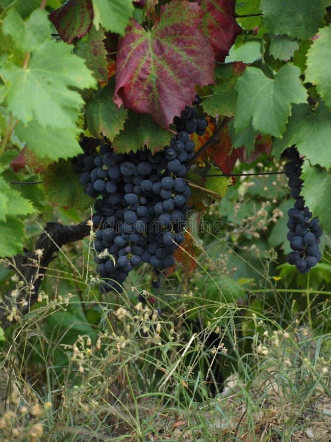 Portugal Douro Valley Vineyards Grapes stock photo Portugal Douro Valley Vineyards Grapes stock photo