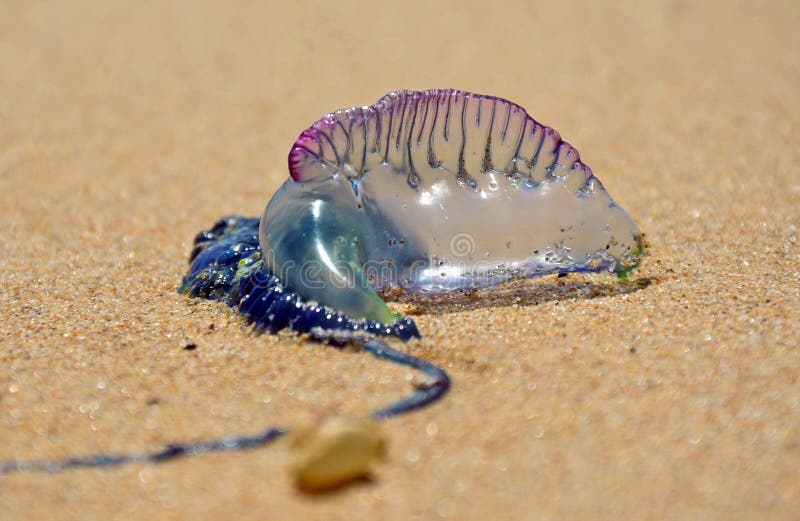 Portugese Menseno Oorlog (Bromvlieg) op het strand stock foto Portugese Menseno Oorlog (Bromvlieg) op het strand stock foto