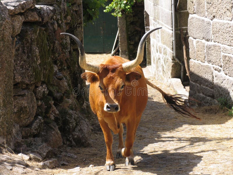 Portuguese cow stock image. Image of milk, beast, meat 203385