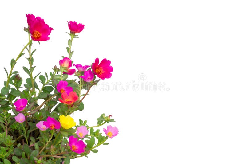 Portulaca flower
