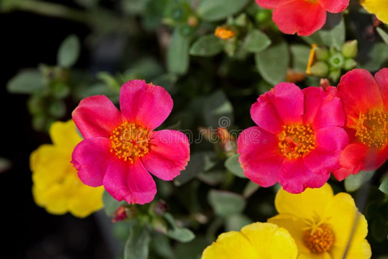 Portulaca Flowers