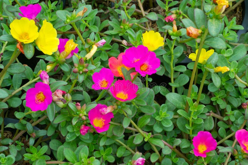 Portulaca flowers