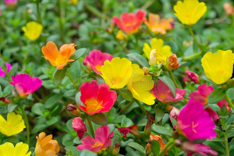 Portulaca flowers