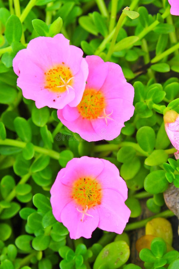 Portulaca flowers