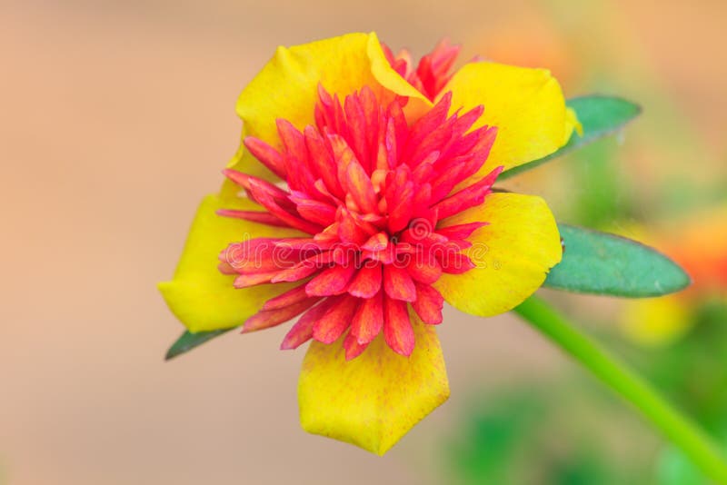 Portulaca flowers