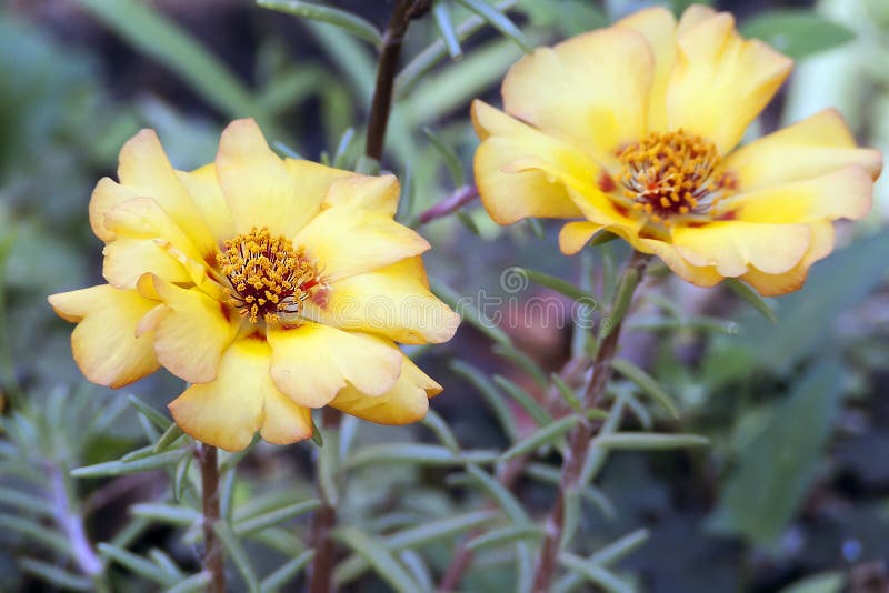 Portulaca grandiflora bloemen stock foto Portulaca grandiflora bloemen stock foto