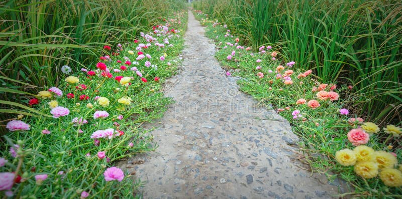 Portulaca grandiflora