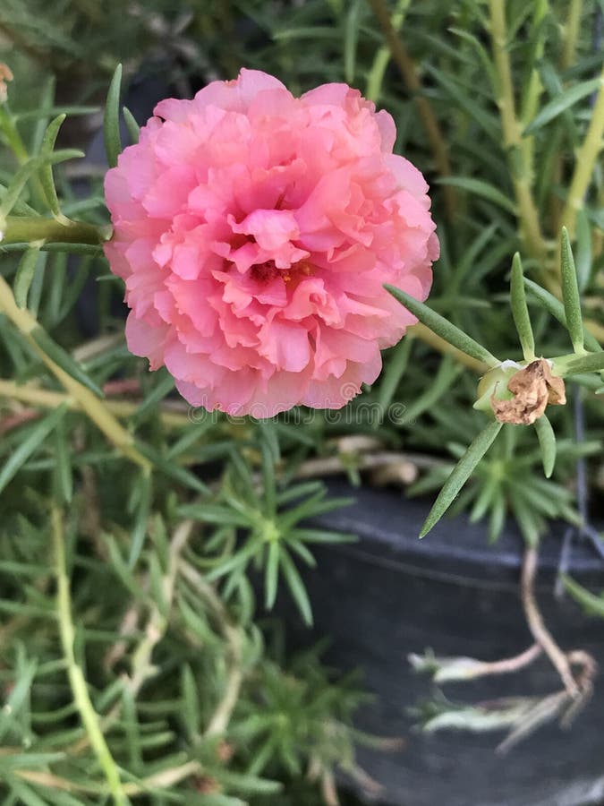 Portulaca grandiflora o rosa o Sun del muschio rosa o fiore di tempo fotografia stock Portulaca grandiflora o rosa o Sun del muschio rosa o fiore di tempo fotografia stock