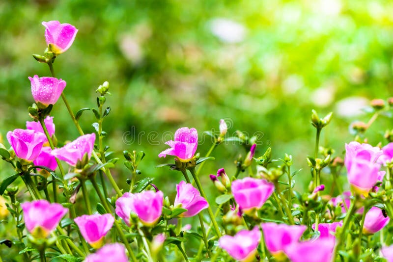 Portulaca grandiflora (портулак или Мх-Роза Мх-Розы), семья стоковая фотография Portulaca grandiflora (портулак или Мх-Роза Мх-Розы), семья стоковая фотография