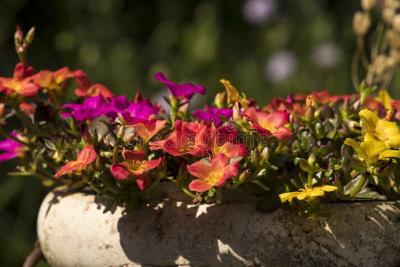 3 726 Portulaca Garden Photos Free Royalty Free Stock Photos From Dreamstime
