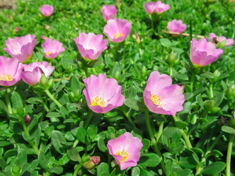646 Purple Portulaca Flower Photos Free Royalty Free Stock Photos From Dreamstime