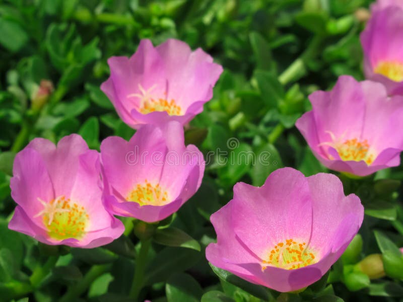 646 Purple Portulaca Flower Photos Free Royalty Free Stock Photos From Dreamstime