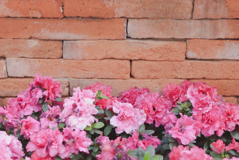 Portulaca und Backsteinmauerraum für Text lizenzfreies stockfoto