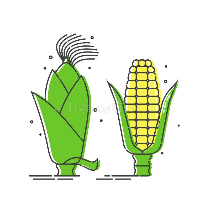 Porumb de aur pe fond alb. alimente organice netratate. produs sănătos. ureche galbenă tânără de porumb cu frunze verzi. vector illustration