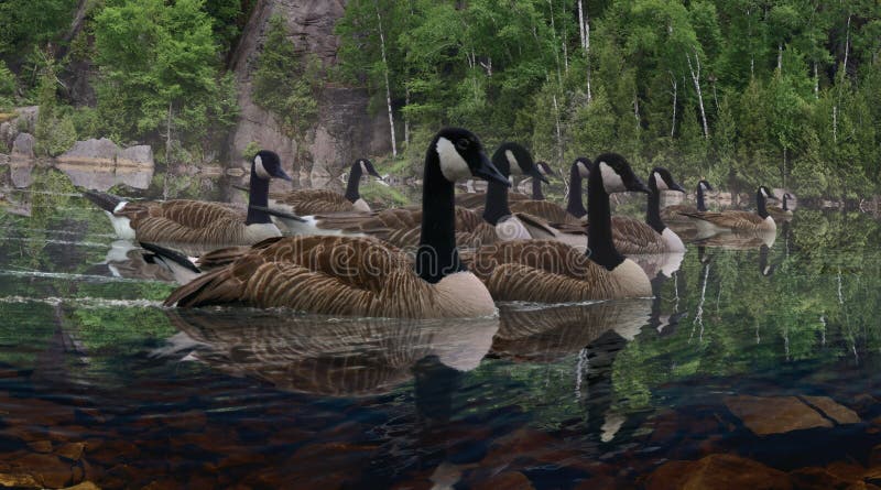 A group of Canadian Geese flow effortlessly across a peaceful misty morning lake in the Adirondack mountains. A group of Canadian Geese flow effortlessly across a peaceful misty morning lake in the Adirondack mountains.