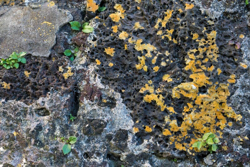 Poröser vulkanischer Felsen der Azoren Nahaufnahme Beschaffenheit Insel von San Miguel Ponta Delgada, Azoren, Portugal lizenzfreies stockbild Poröser vulkanischer Felsen der Azoren Nahaufnahme Beschaffenheit Insel von San Miguel Ponta Delgada, Azoren, Portugal lizenzfreies stockbild