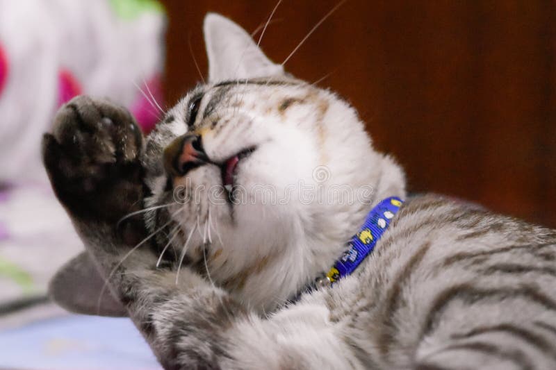 273 Cat Headache Photos Free Royalty Free Stock Photos From Dreamstime