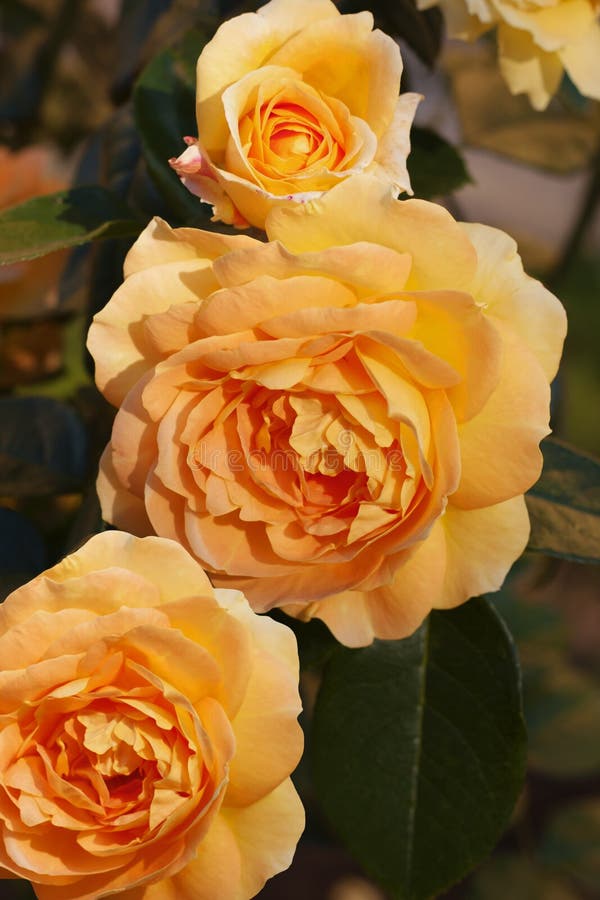 Copper and Yellow Ink in Water Stock Photo Image of design, color