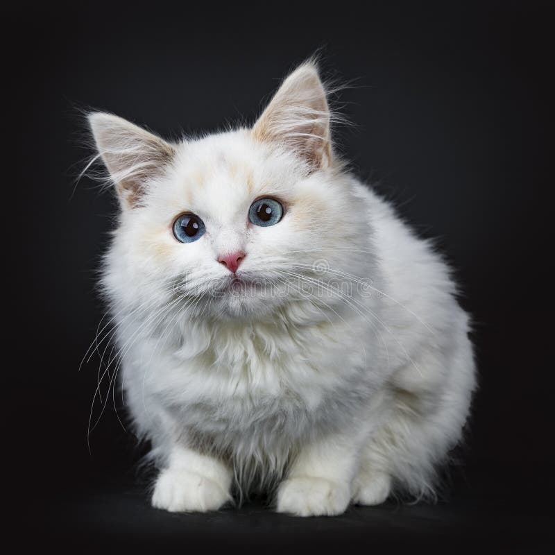 Pose De Chat Chaton De Ragdoll Observee Par Bleu D Isolement Sur Le Fond Noir Faisant Face A L Attente D Appareil Photo Photo Stock Image Du Noir Yeux Pose De Chat Chaton De Ragdoll Observee Par Bleu D Isolement Sur Le Fond Noir Faisant Face A L Attente D Appareil Photo Photo Stock Image Du Noir Yeux