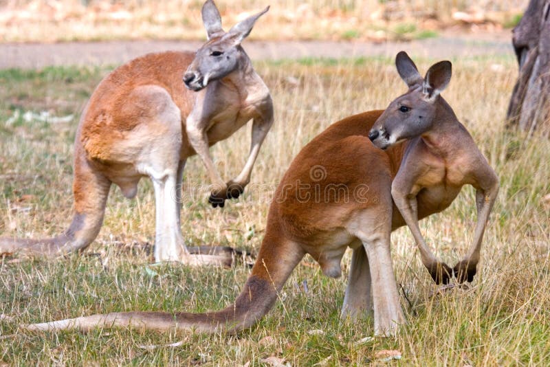 Two Kangaroos pose in an identical muscle man, body builder position, Adelaide, Australia. Two Kangaroos pose in an identical muscle man, body builder position, Adelaide, Australia.