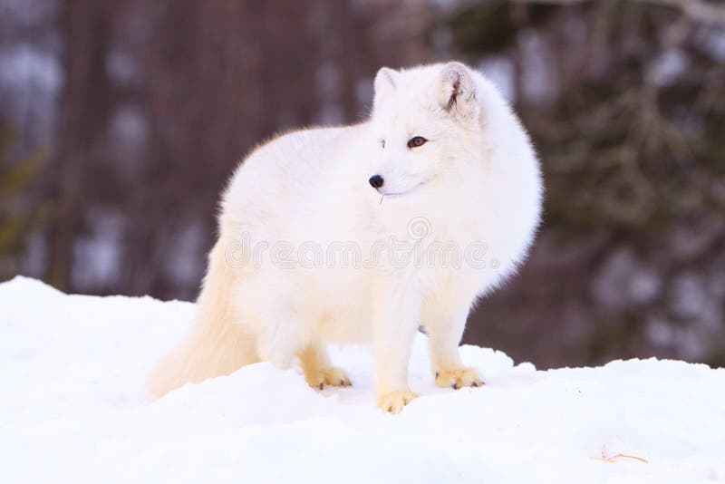 Pose de flanc de renards arctiques images libres de droits Pose de flanc de renards arctiques images libres de droits