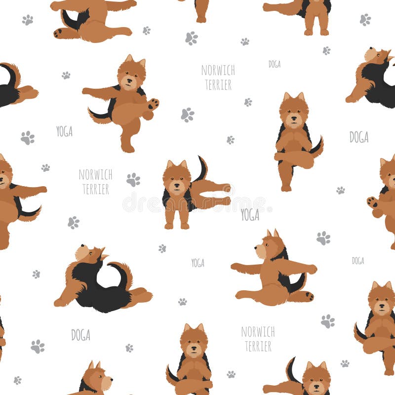 Pose ed esercizi dei cani di yoga Modello senza cuciture del terrier di Norwich royalty illustrazione gratis Pose ed esercizi dei cani di yoga Modello senza cuciture del terrier di Norwich royalty illustrazione gratis