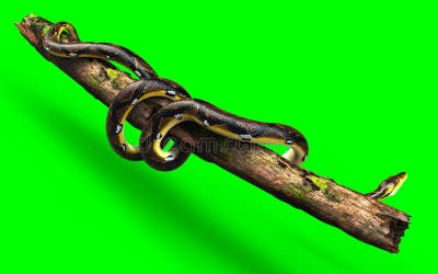 A Pose of Malayopython Reticulatus Snake, Python Species with Clipping