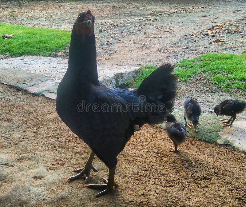 1,220 Mother Hen Baby Chicks Stock Photos - Free & Royalty-Free Stock  Photos from Dreamstime