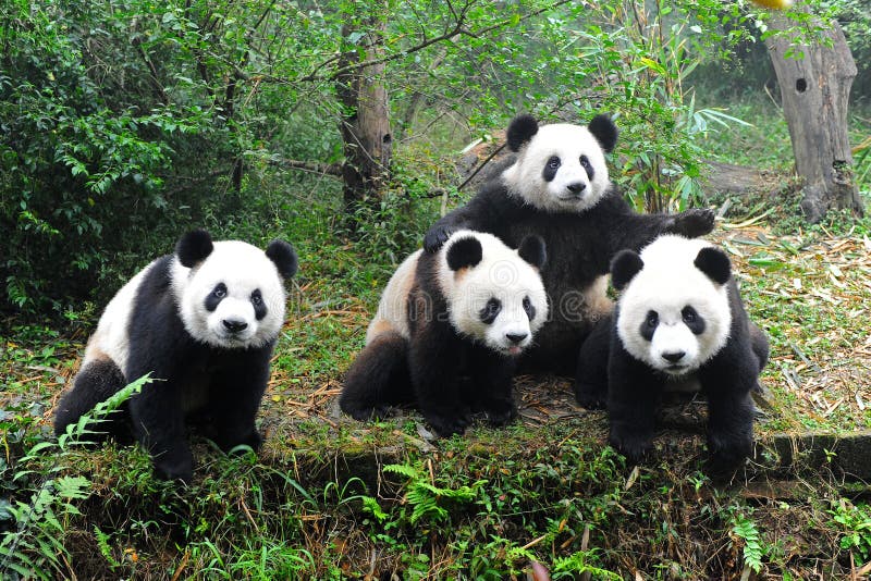 posera för pandas för kamera jätte- royaltyfri fotografi posera för pandas för kamera jätte- royaltyfri fotografi