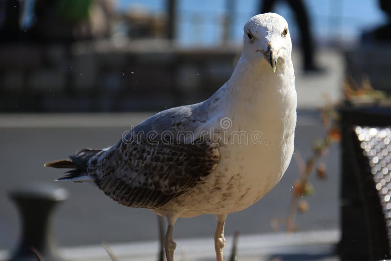 Posera för Seagull arkivbilder Posera för Seagull arkivbilder