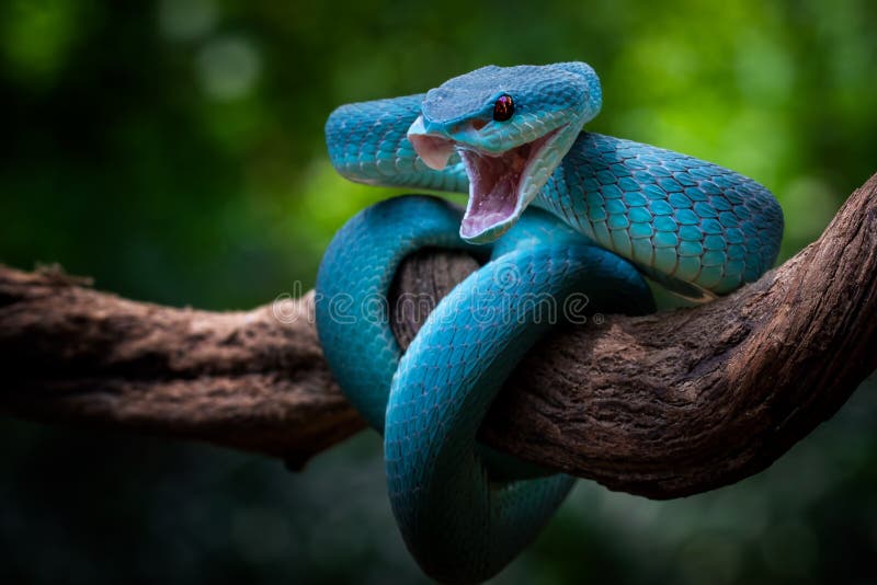 Cobra víbora azul no galho, cobra víbora pronta para atacar, insularis azul