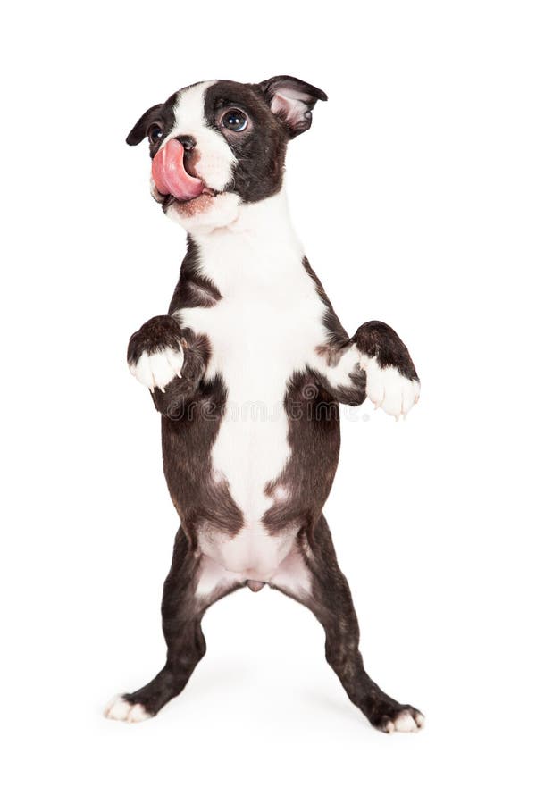 A Terra Arrendada Do Cão De Terrier Adota-me Sinal Foto de Stock - Imagem  de corte, perdido: 119997914