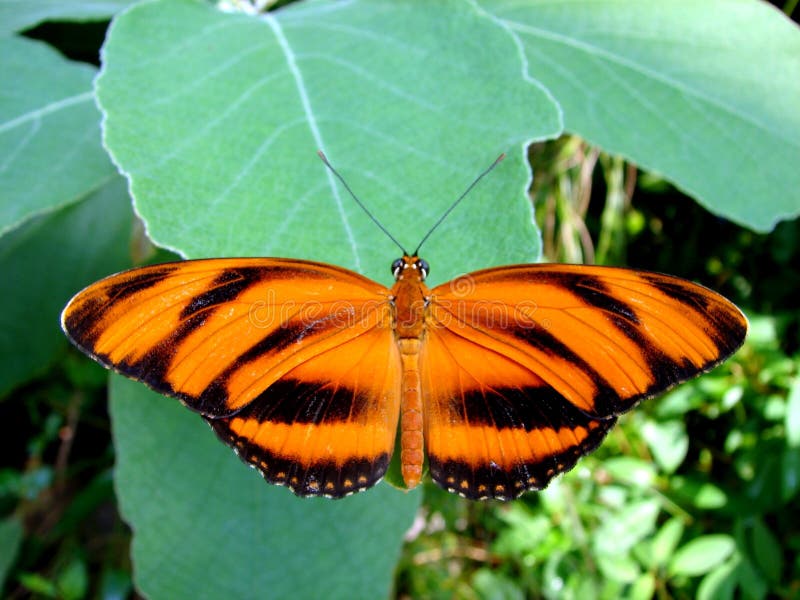 Éste él era mariposa broncearse por mi cuenta.