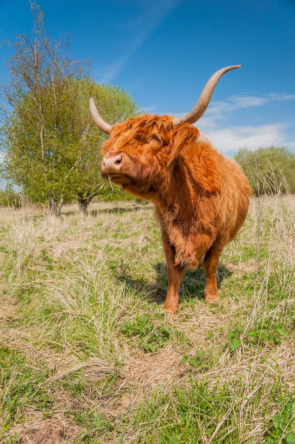 Highland Cow In Winter Coat Stock Image Image of landscape, long
