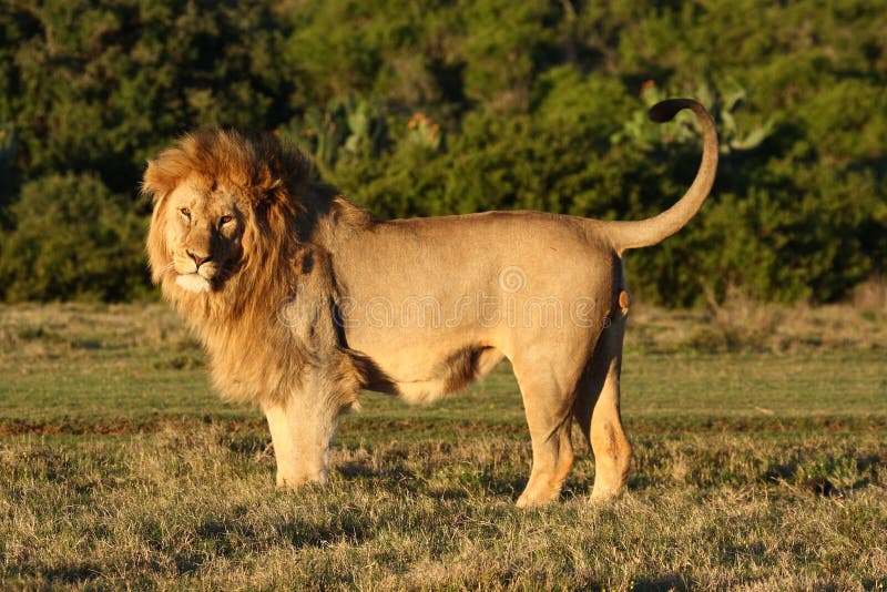 Young lion posing with his tail up and head turned. Young lion posing with his tail up and head turned.