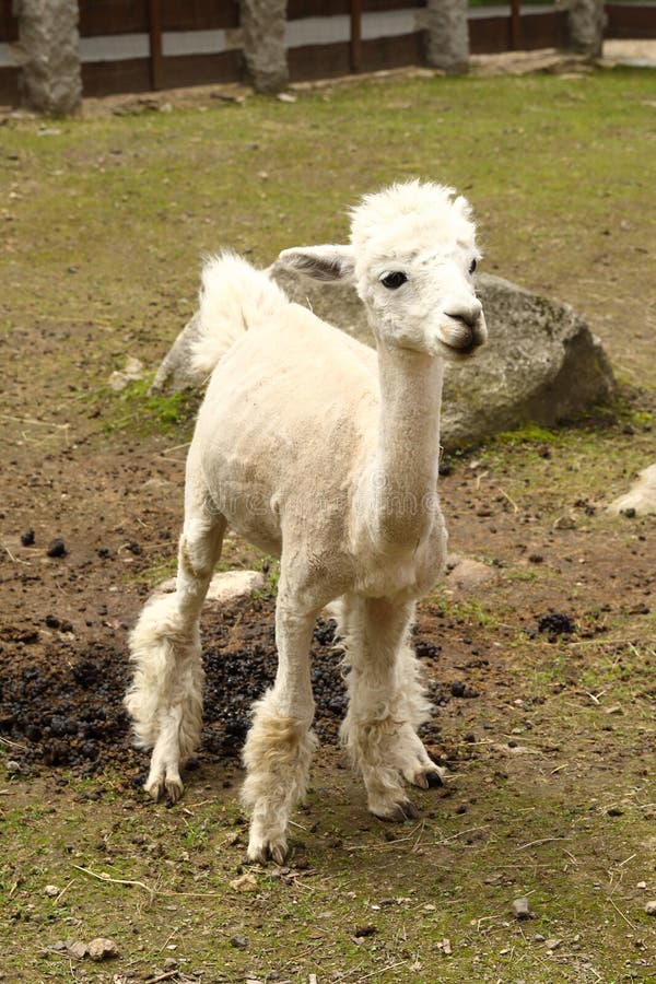 1 178 Lama De Sourire Photos Libres De Droits Et Gratuites De Dreamstime 1 178 Lama De Sourire Photos Libres De Droits Et Gratuites De Dreamstime