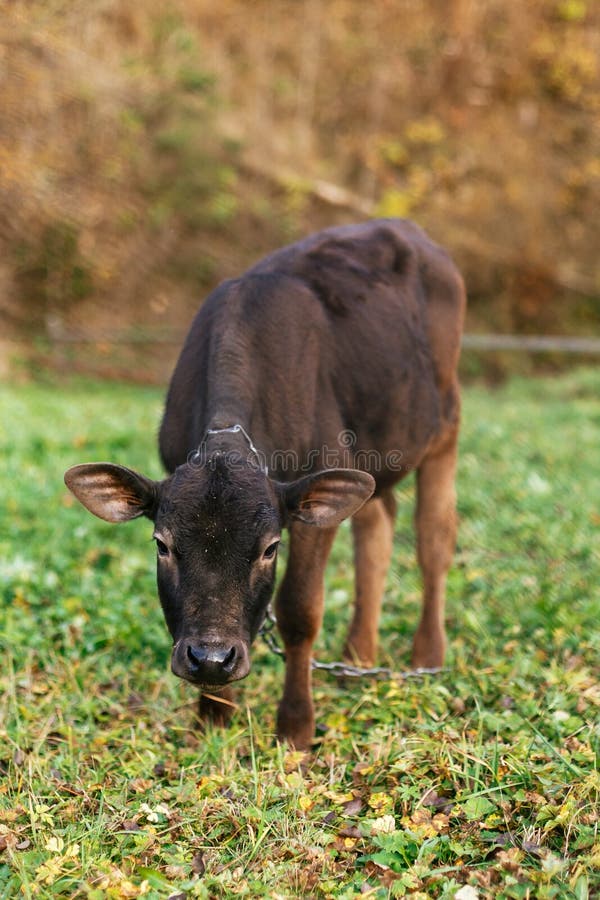 Position brune mignonne de veau avec la chaîne et regard sur le fond du champ vert d'été Vache à bébé frôlant près du pré, campag photographie stock libre de droits Position brune mignonne de veau avec la chaîne et regard sur le fond du champ vert d'été Vache à bébé frôlant près du pré, campag photographie stock libre de droits